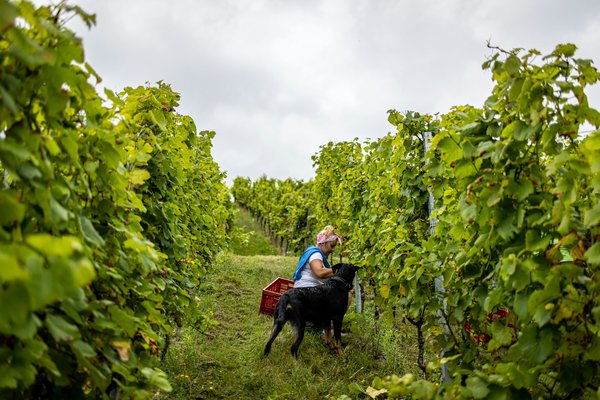 Comment organiser une visite de la route des vins en Alsace, France?